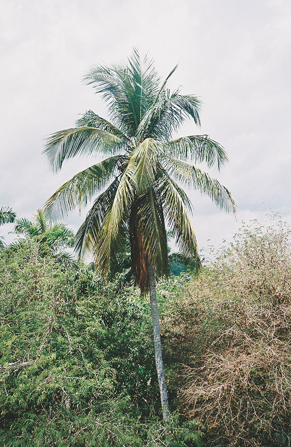 Palm Tree outside of Havana, Cuba